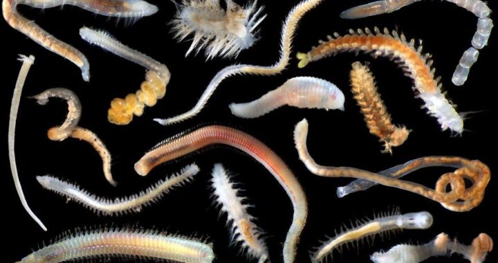 Researchers discover new species of deep-sea organisms in the Pacific Ocean