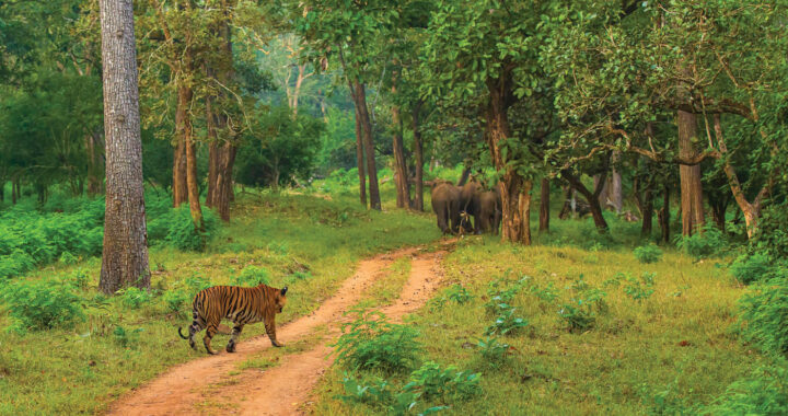 India hosts largest environmental campaign to restore forests